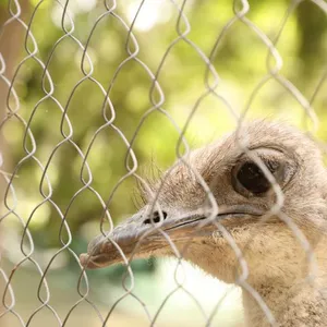 Hexagonal Barbed Wire Chicken Wire Net Hexagonal Galvanized Mesh Metal Fence Frame Chicken Netting Hexagonal Wire Mesh thumbnail-6