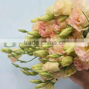 Best Quality Useful Natural Flower Eustoma thumbnail-3