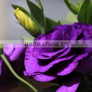 Top Grade Hot Selling Fresh Cut Flower Eustoma Wholesale thumbnail-5