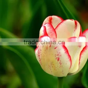 Fashion Crazy Selling Decorative Tulip thumbnail-6