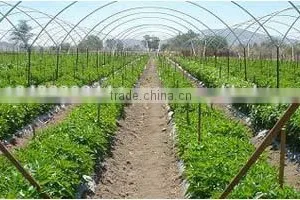 Greenhouse Tunnel thumbnail-3