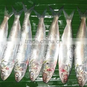 FROZEN INDIAN OIL SARDINE WHOLE/HGT thumbnail-1