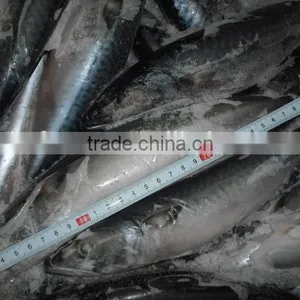 Frozen JAPAN Mackerel Whole Round thumbnail-3