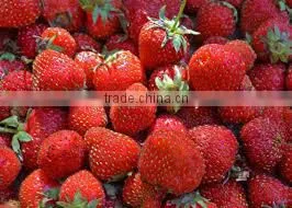 STRAWBERRY thumbnail-2