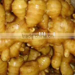 Professional Exporter of Ginger thumbnail-1