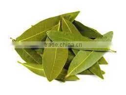 Bay Leaf Oil (Cinnamomum Tamala) thumbnail-3