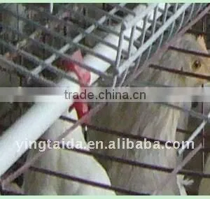 Most Popular Design Full Automatic Layer Chicken Cage for Sale thumbnail-6