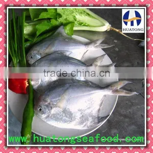 Frozen Silver Pomfret thumbnail-1