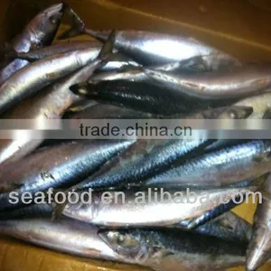 Frozen White Belly Pacific Mackerel thumbnail-1