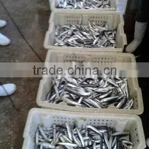 Hot Sales Landing Frozen Anchovy thumbnail-2