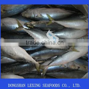 Frozen Fish Pacific Mackerel thumbnail-1
