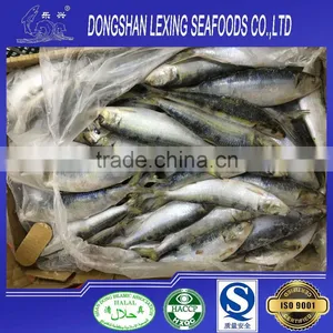Frozen Sardine for Fishing Bait thumbnail-1