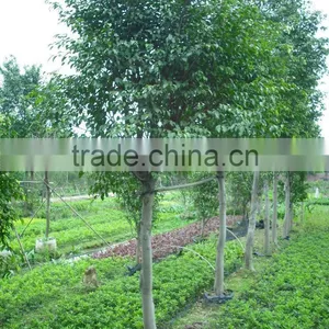 Ficus Benjamina thumbnail-5