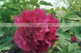 Herbaceous Peony Plant Root Chun Hong Jiao Yan thumbnail-1