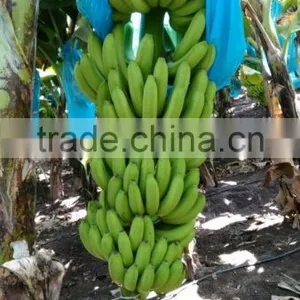 FRESH BANANA thumbnail-3