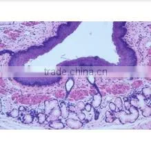 Histology Slides,Biology Slides for Teaching, Teaching Slides thumbnail-1