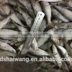 Frozen Whole Round Sardine Fish thumbnail-1
