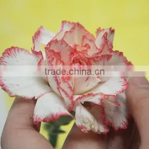 Elegant in Smell Top Sell Wedding Decorating Flower Carnation thumbnail-2