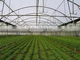 High Quality Ldpe/lldpe/pe Greenhouse Film;greenhouse Plastic Film;clear Plastic Film for Greenhouse thumbnail-1