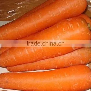 New Crop Carrots thumbnail-1