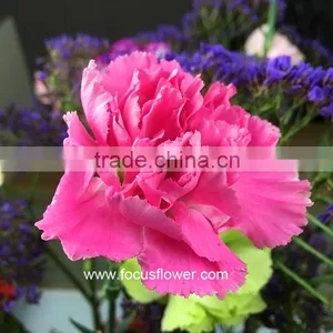 Fresh Cut Flower Buyer Purple Carnation Flower Arrangement From Kunming Superbly Carnation Flowers thumbnail-4
