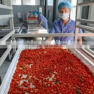 Factory Sale Gojiberry thumbnail-3