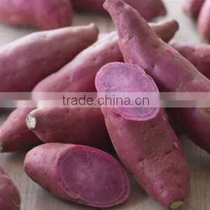 Vietnam Sweet Potato With Best Price and Good Quality thumbnail-1