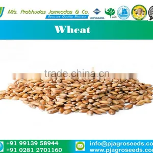 Soft Milling Wheat thumbnail-1
