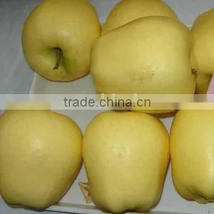 Golden Delicious Apple 20kg Ctn thumbnail-1