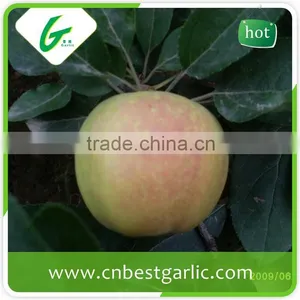 Red Chief Royal Gala Apple in Competitive Prices thumbnail-1