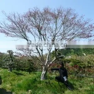 Big Bonsai thumbnail-1