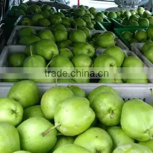 Fresh Early Su Pear Sweet Pear Exporter in China thumbnail-2