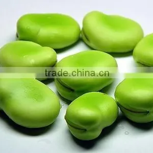 2014 New Broad Bean Extract Powder, Broad Bean Extract, Broad Bean Protein thumbnail-1