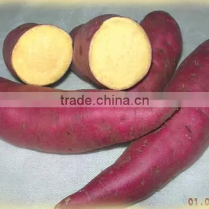 Sweet Potatoe thumbnail-1
