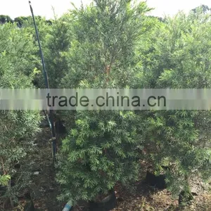 Callistemon Citrinus (Curtis) Skeels thumbnail-1