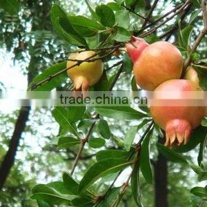 100% Organic Pomegranate Extract Powder thumbnail-1