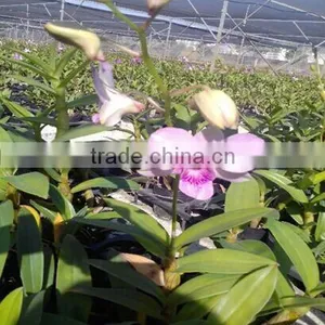 Dendrobium Blooming Plants Live Dendrobium thumbnail-1