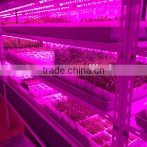 Best Seller 20w Led Grow Tube Growing Led Light Use in Amsterdam thumbnail-3