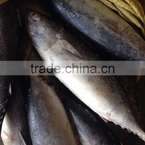 Bonito Tuna/frozen Tuna Fish thumbnail-1