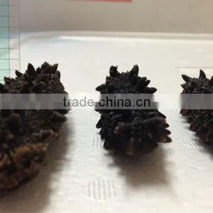Dried Sea Cucumber/ Dried Salted Sea Cucumeber thumbnail-3