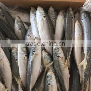 New Catching Purse Seine High Quality Horse Mackerel for Market Sale thumbnail-1