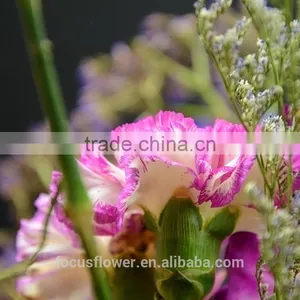Magnificent Cut Flower Holland Carnation for Interior Decoration thumbnail-6