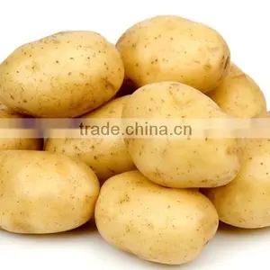 Potato Cleaning and Peeling Machine|Sweet Potato Washing Machine thumbnail-4