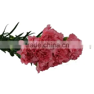 Top Quality Deep Pink Hot Pink Carnation thumbnail-1