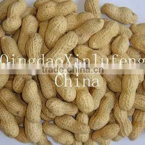 Chinese Roasetd Peanut in Shell thumbnail-1