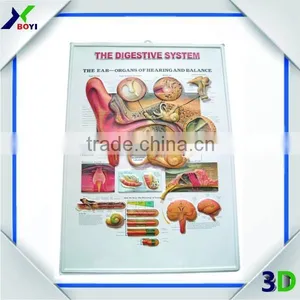 Human Body Anatomy 3d Wall Poster/embossed Cubic Medical Poster thumbnail-5