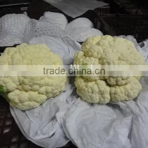 Hot Sell Chinese Fresh Cauliflower thumbnail-1