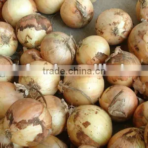 New Crop Fresh Yellow Onion thumbnail-1