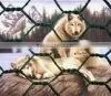 PVC Coated Hexagonal Wire Mesh thumbnail-1