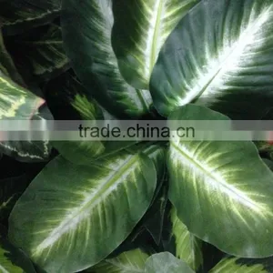 High Quality Artificial Plant Wall Fake Wall Plant thumbnail-3